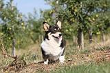 CORGI PEMBROKE 153